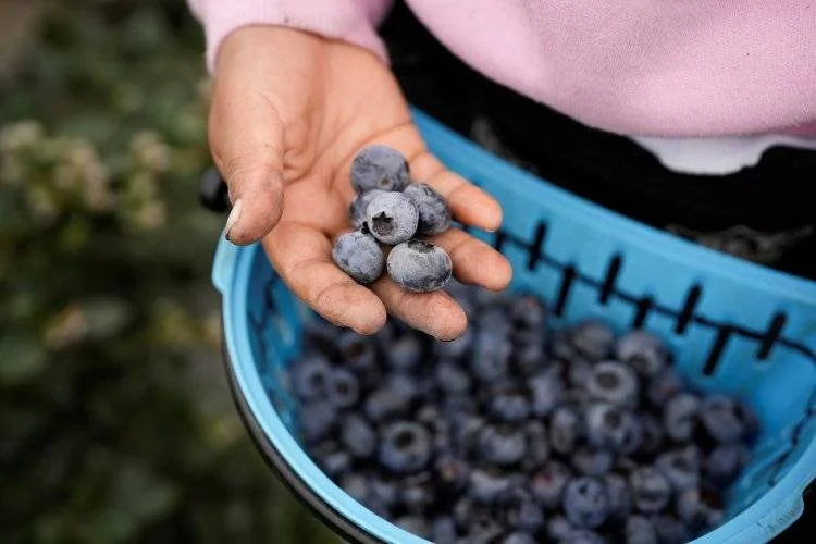 Arándanos peruanos vuelan con DP World Logistics rumbo a Nueva York