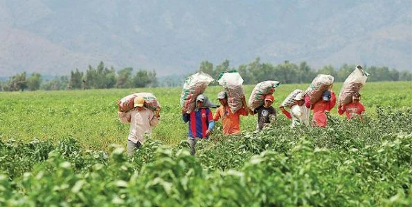 Balanza comercial agraria registró superávit de US$ 4.706 Mill. a favor de Perú
