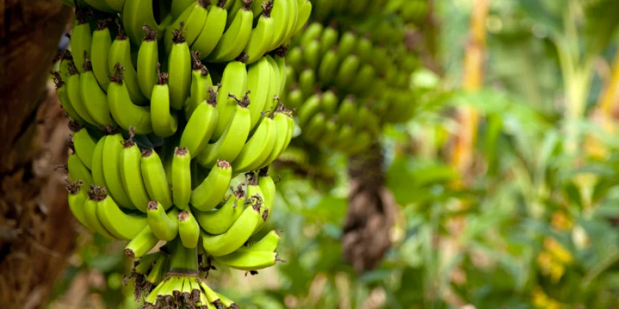 Banano orgánico de Perú podrá ingresar a Argentina en los próximos meses