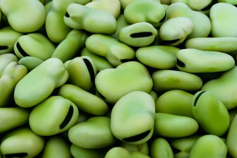 Despachos peruanos de habas superan los US$ 4 millones hasta septiembre