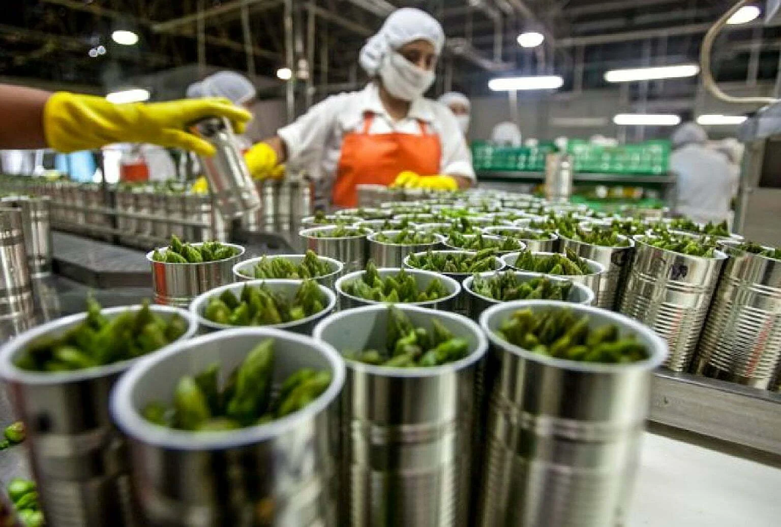 Empleos directos asociados a las agroexportaciones sumaron 818.713 en julio del 2025