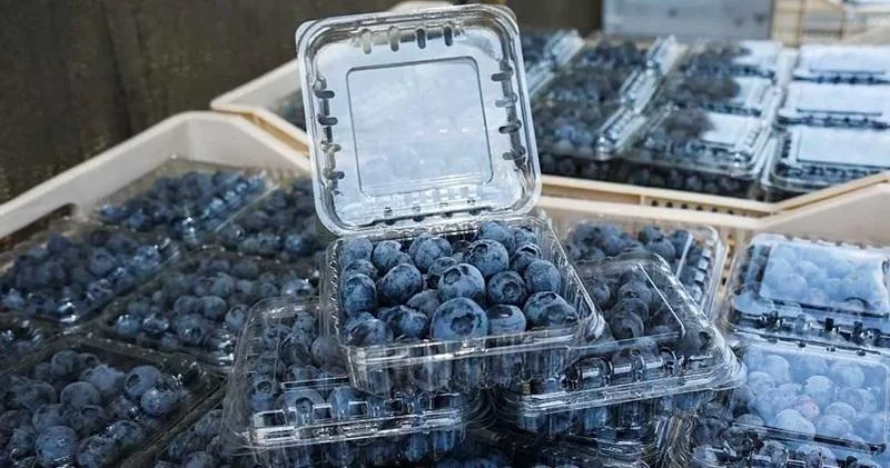 Exportación de arándanos peruanos a Europa se disparan un 166% en la campaña 2025-2026