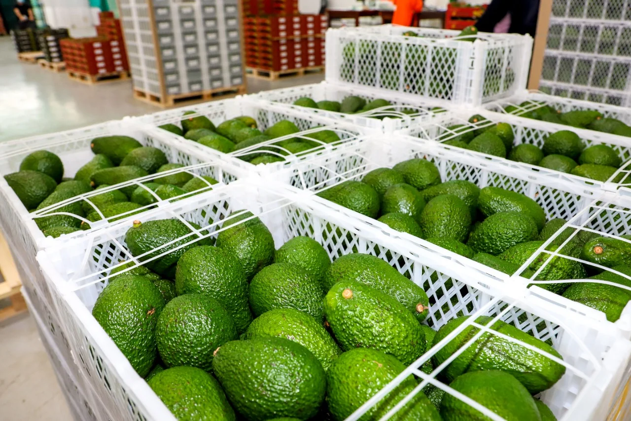 Exportaciones peruanas de palta Hass baten récord en la campaña 2025