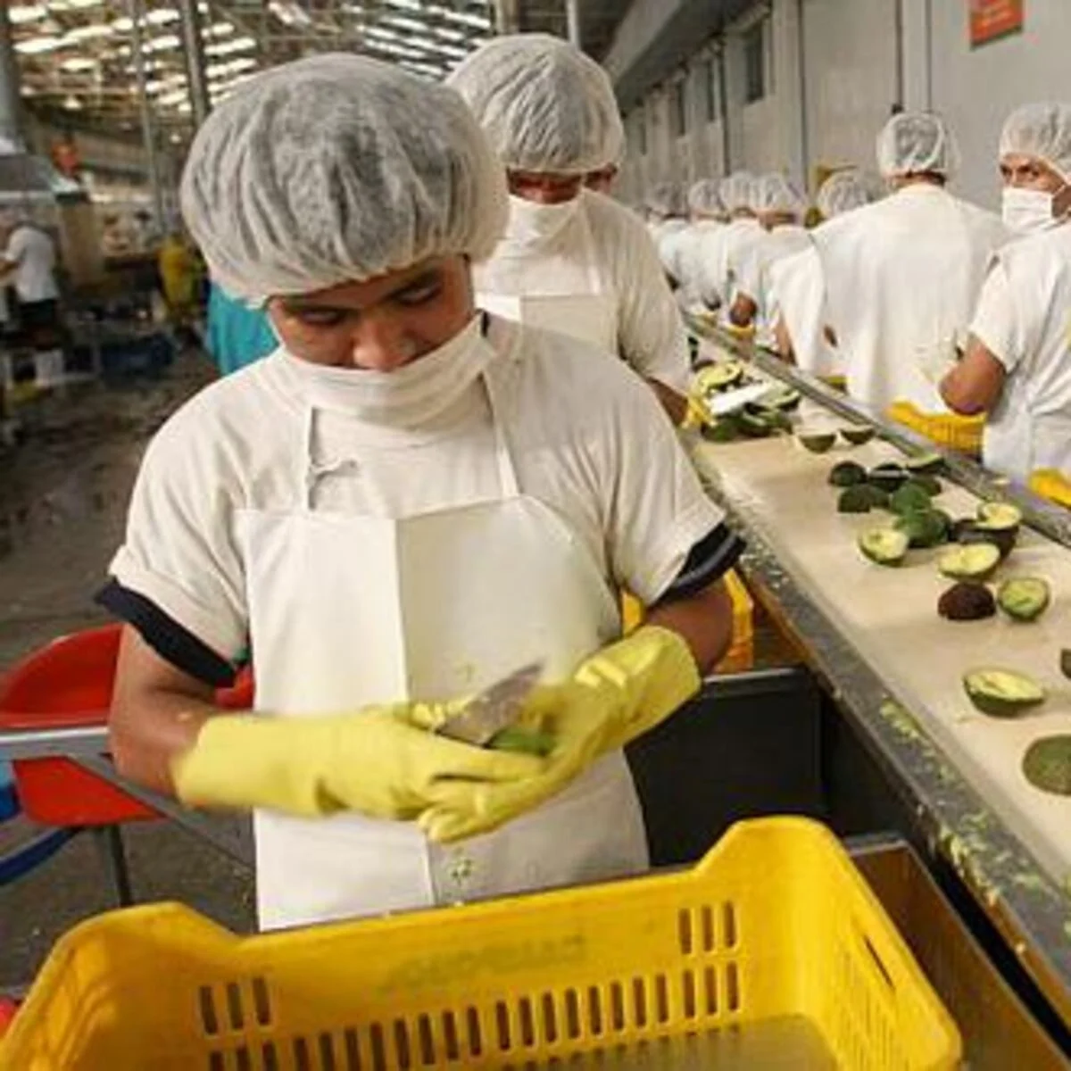 Hasta agosto de 2025, número de empresas agroexportadoras sumaron 2.376