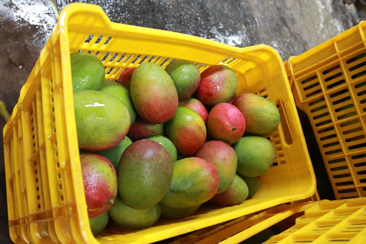 Perú exportaría 240 mil toneladas de mango fresco en la campaña 2025/2026