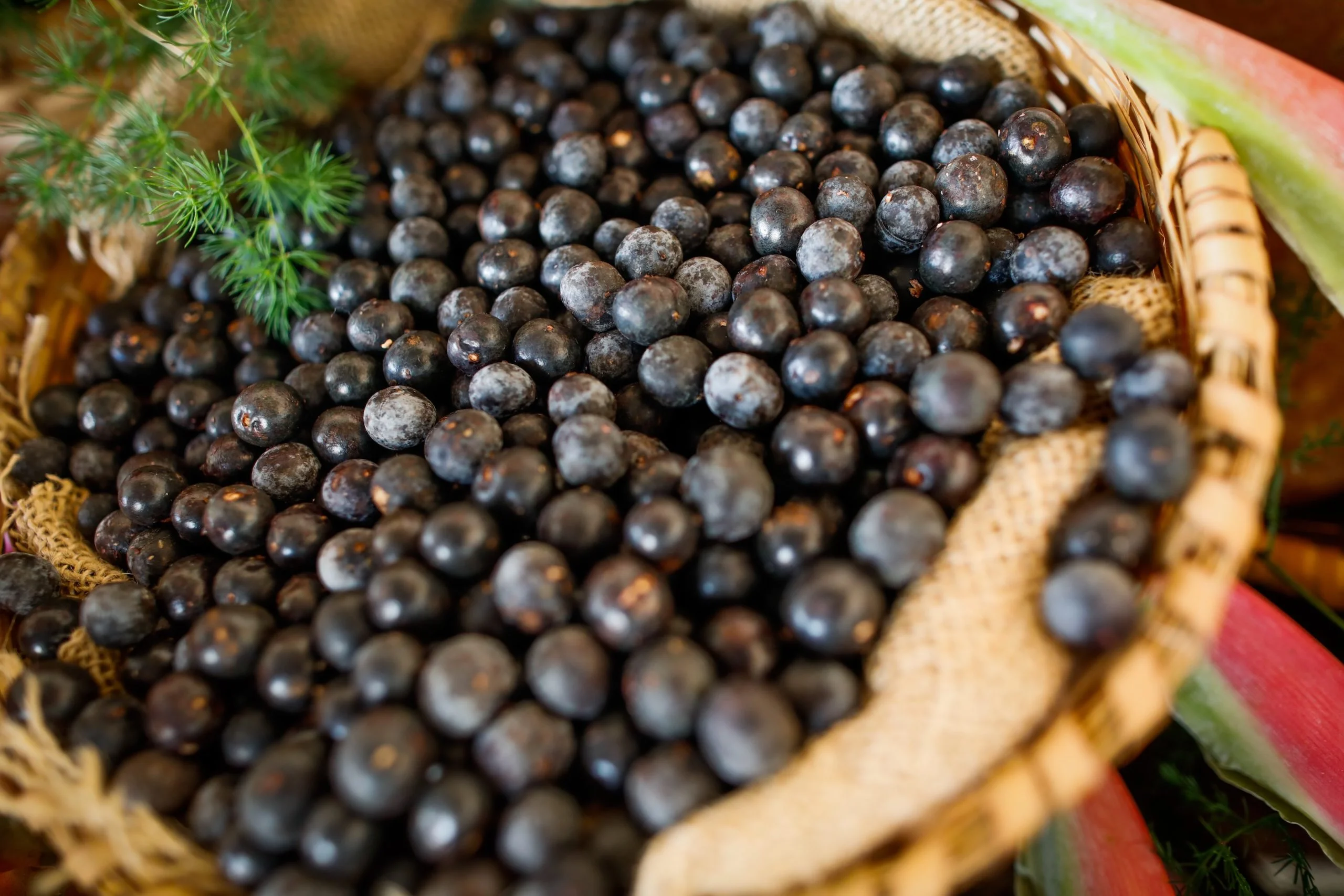 Perú exportó 313.1 toneladas de açaí en 2024