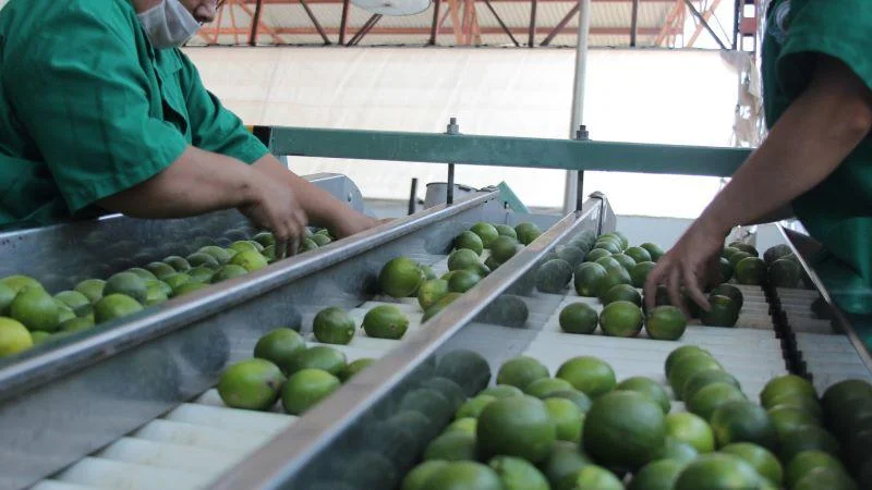 Perú exportó 40.378 toneladas de limón fresco por US$ 36 mill.