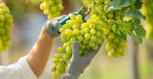 Uva peruana acelera su ritmo y rompe techo histórico